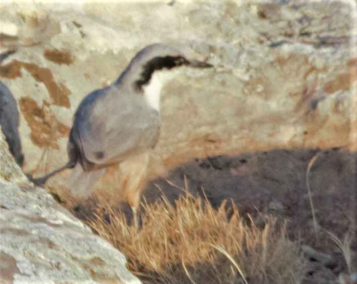 Eastern Rock Nuthatch